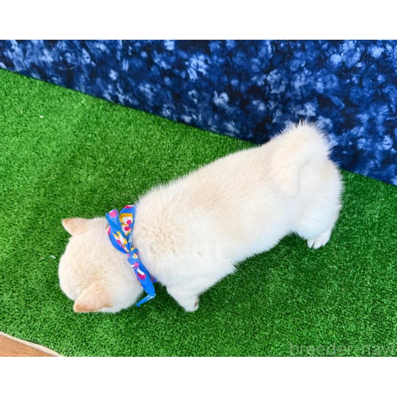 販売中の神奈川県の豆柴-429603の2枚目