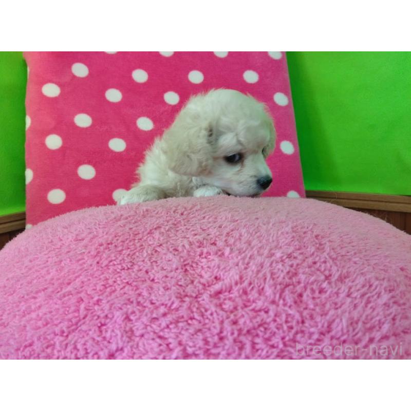 成約済の福岡県のミックス犬-423766の9枚目