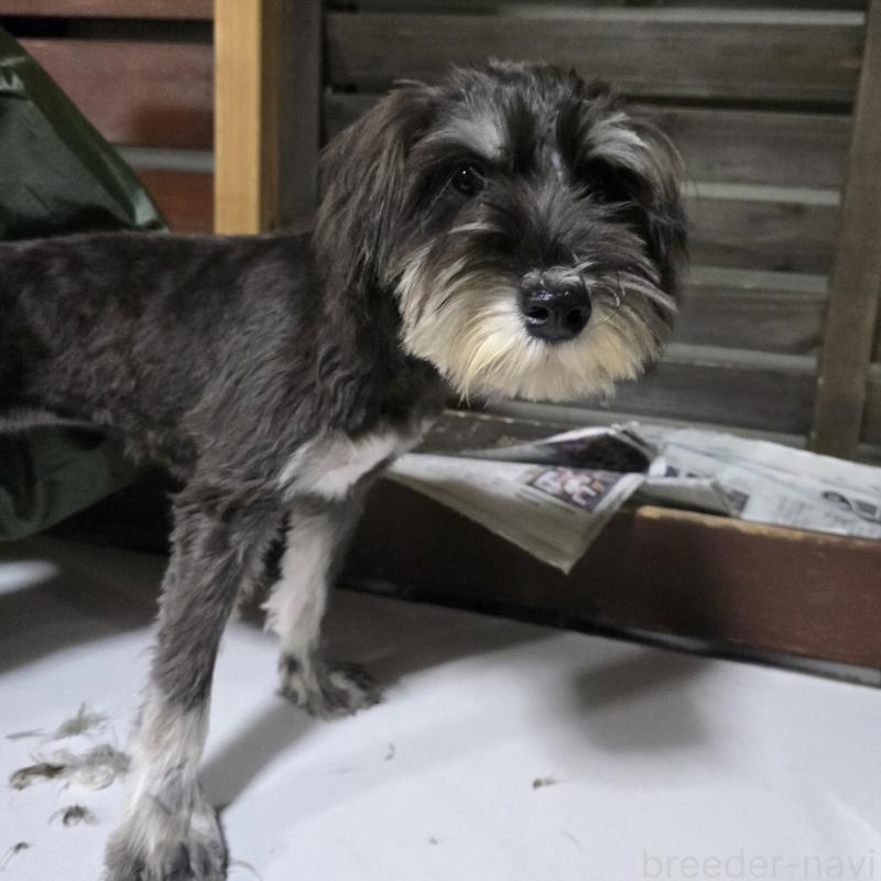 販売中の岡山県のミニチュアシュナウザー-429601の6枚目