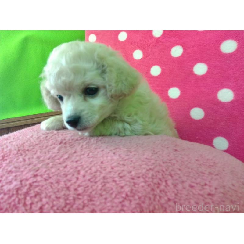 成約済の福岡県のミックス犬-423766の8枚目