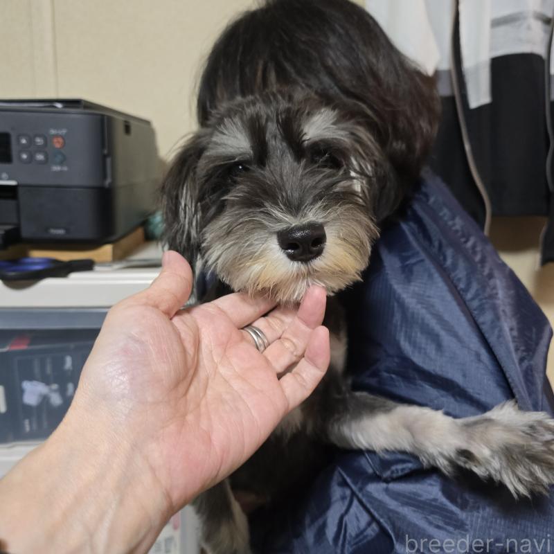 販売中の岡山県のミニチュアシュナウザー-429601の5枚目