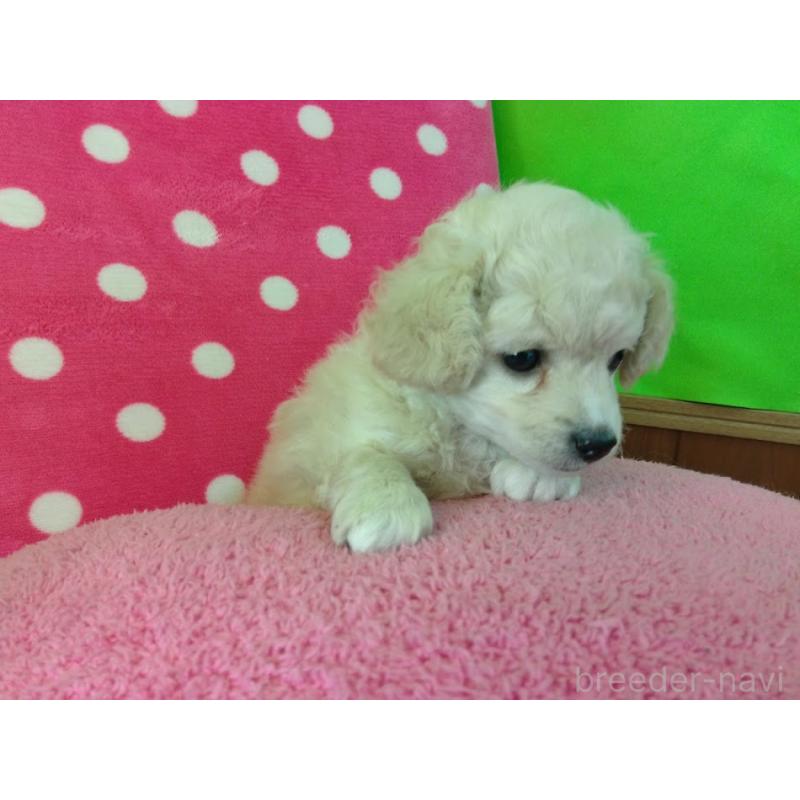 成約済の福岡県のミックス犬-423766の7枚目