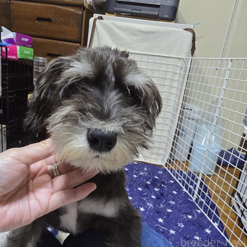 販売中の岡山県のミニチュアシュナウザー-429601の4枚目