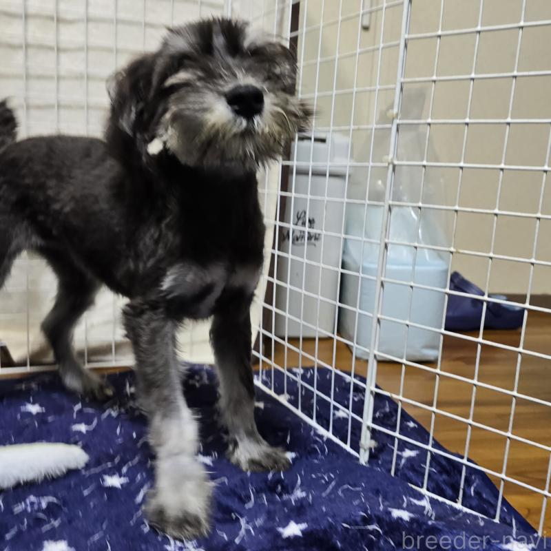 販売中の岡山県のミニチュアシュナウザー-429601の3枚目