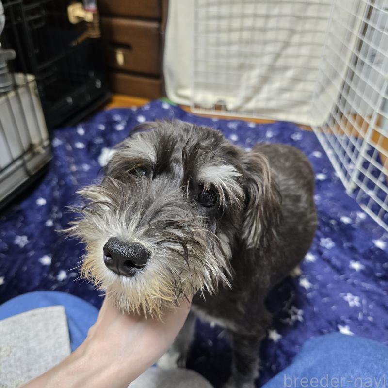 販売中の岡山県のミニチュアシュナウザー-429601の2枚目