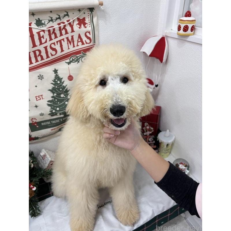 販売中の千葉県のスタンダードプードル-411075の2枚目