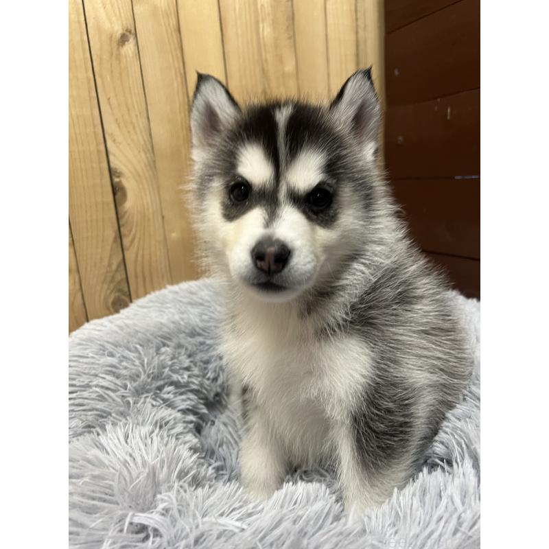 販売中の静岡県のシベリアンハスキー-427325の5枚目