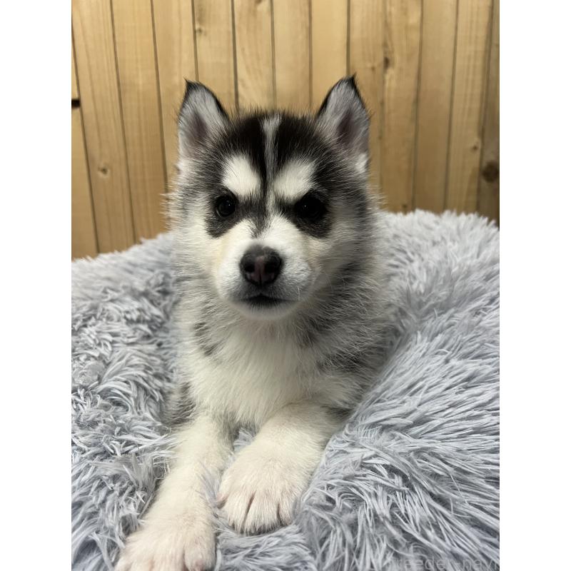 販売中の静岡県のシベリアンハスキー-427325の4枚目