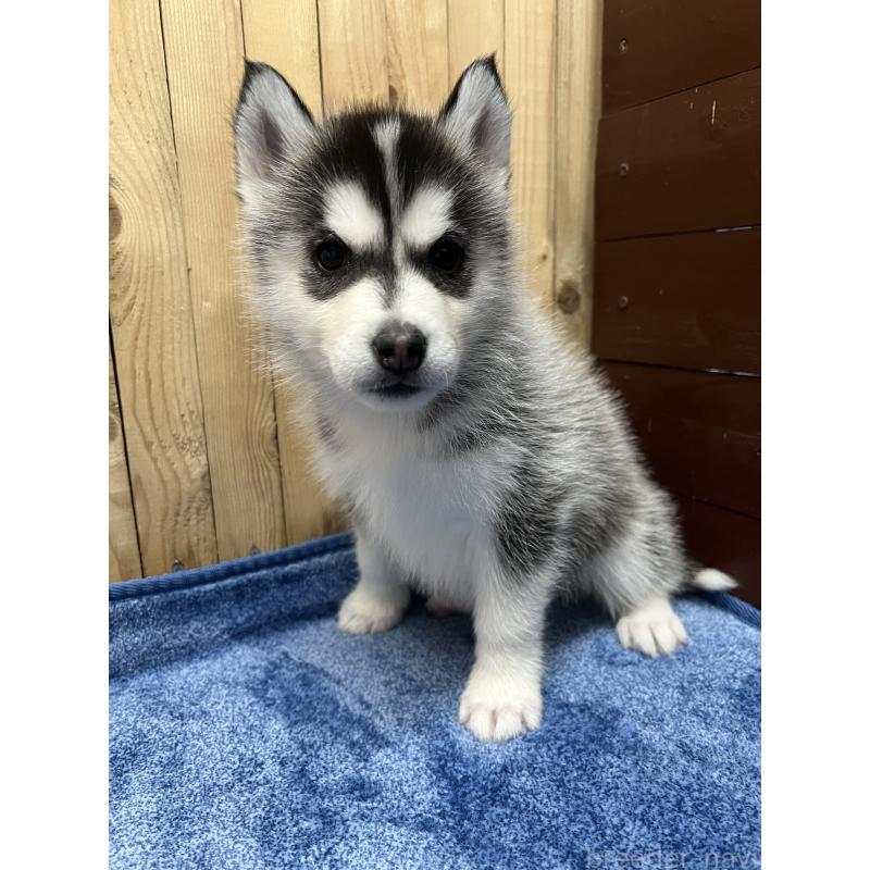 販売中の静岡県のシベリアンハスキー-427325の3枚目