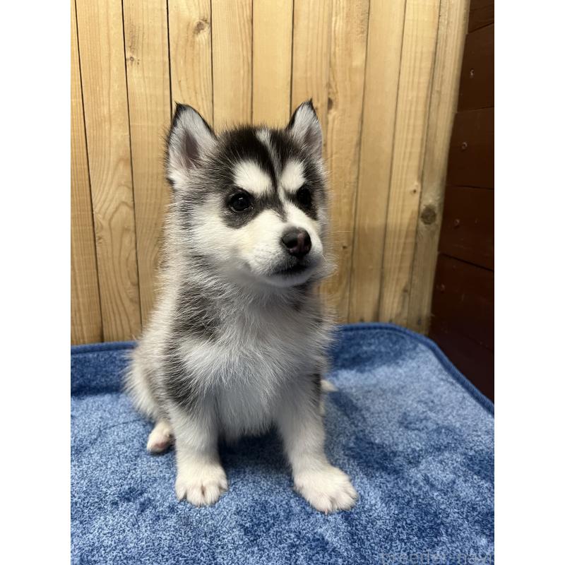販売中の静岡県のシベリアンハスキー-427325の2枚目
