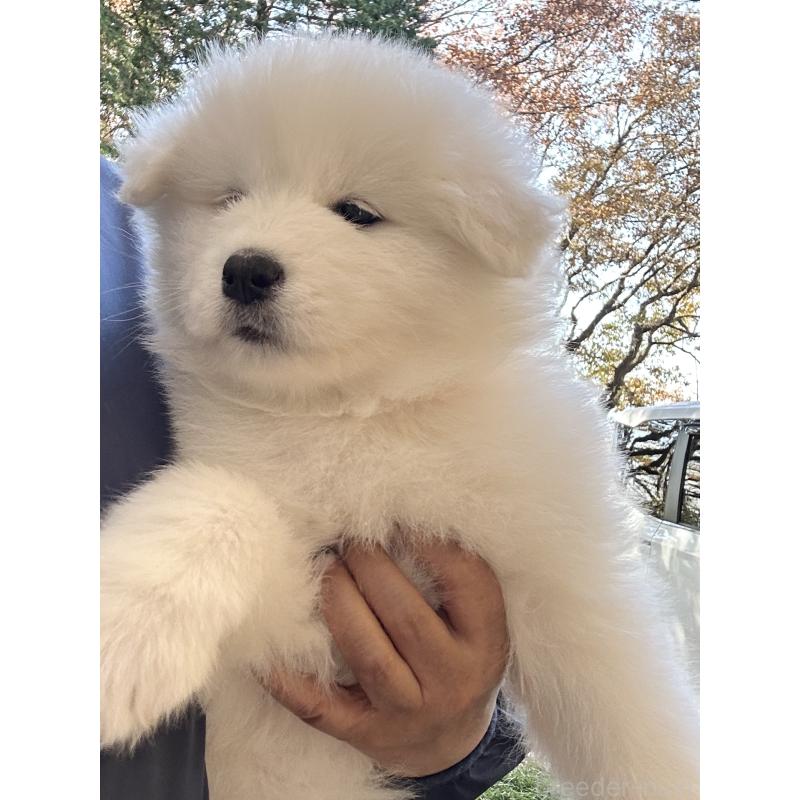 販売中の栃木県のサモエド-426315の3枚目