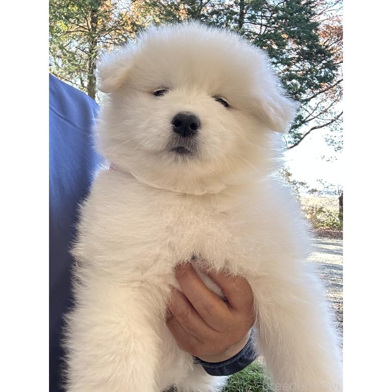 販売中の栃木県のサモエド-426315の2枚目