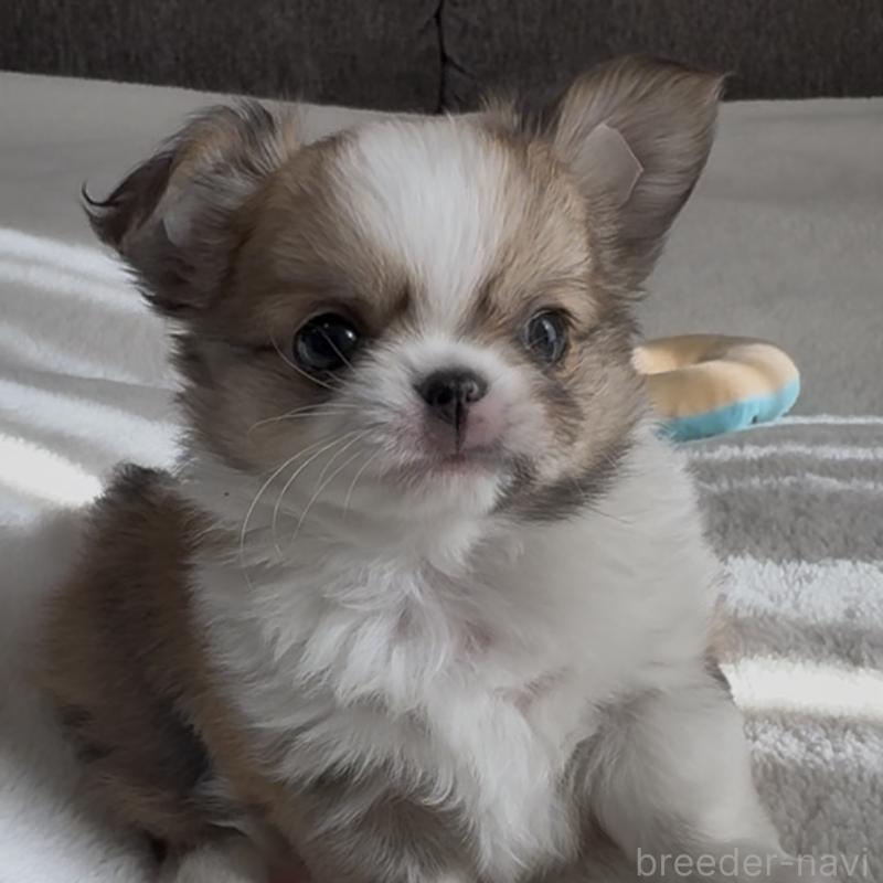 販売中の福岡県のチワワ(ロングコート)-426511