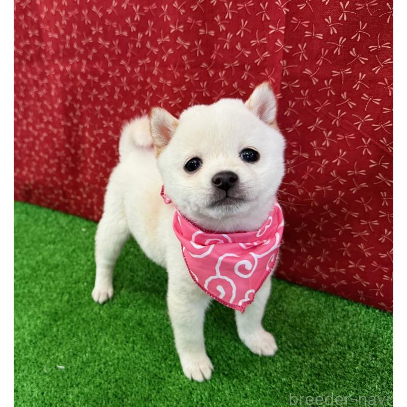 販売中の神奈川県の豆柴-429605