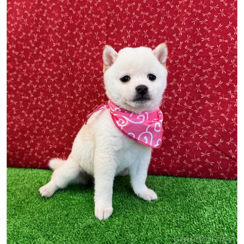 販売中の神奈川県の豆柴-429605の4枚目