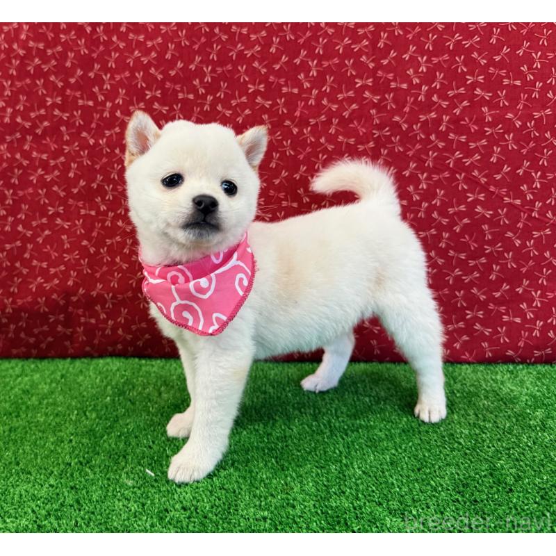 販売中の神奈川県の豆柴-429605の3枚目