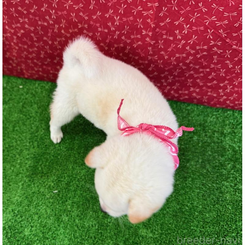 販売中の神奈川県の豆柴-429605の2枚目