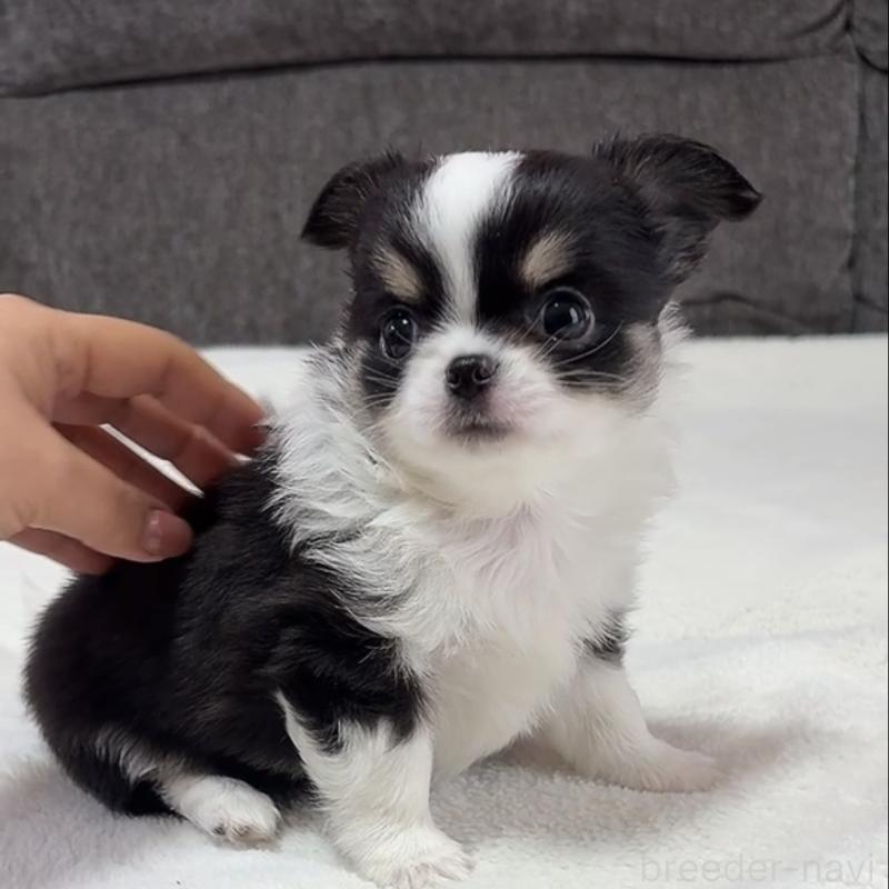 成約済の福岡県のチワワ(ロングコート)-426513の6枚目