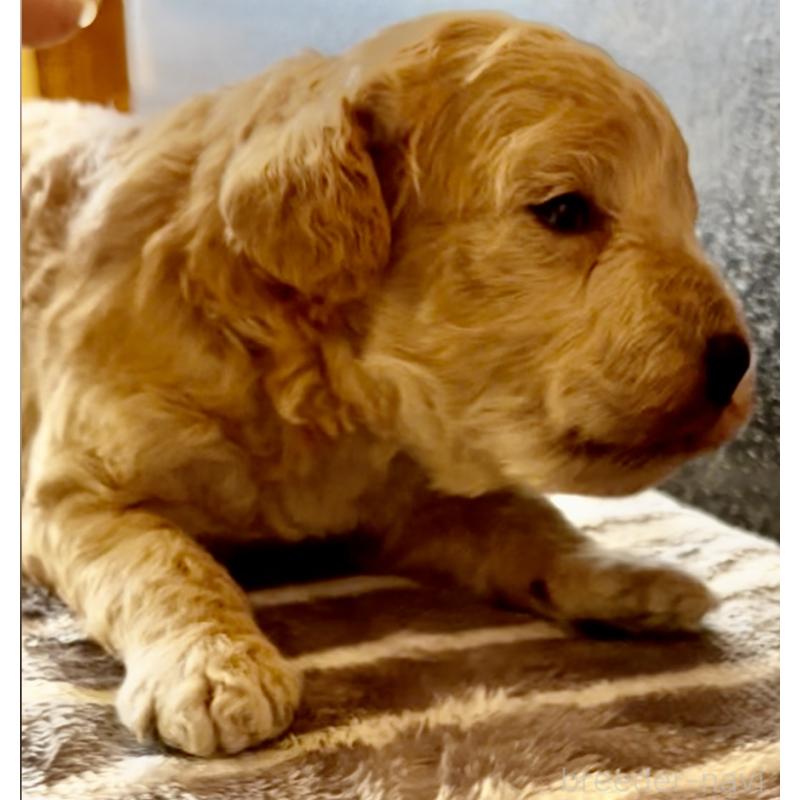 販売中の東京都のマルプー:マルチーズ×トイプードル-427268の6枚目