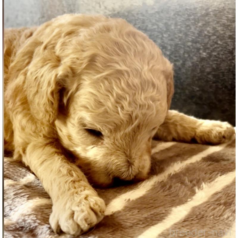 販売中の東京都のマルプー:マルチーズ×トイプードル-427268の5枚目