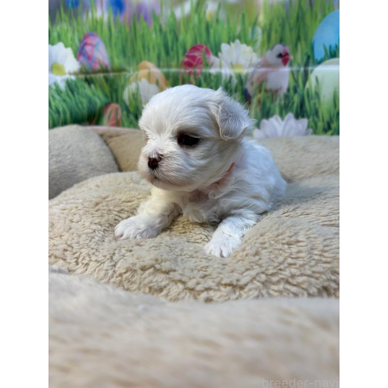 販売中の神奈川県のマルチーズ-429607の6枚目