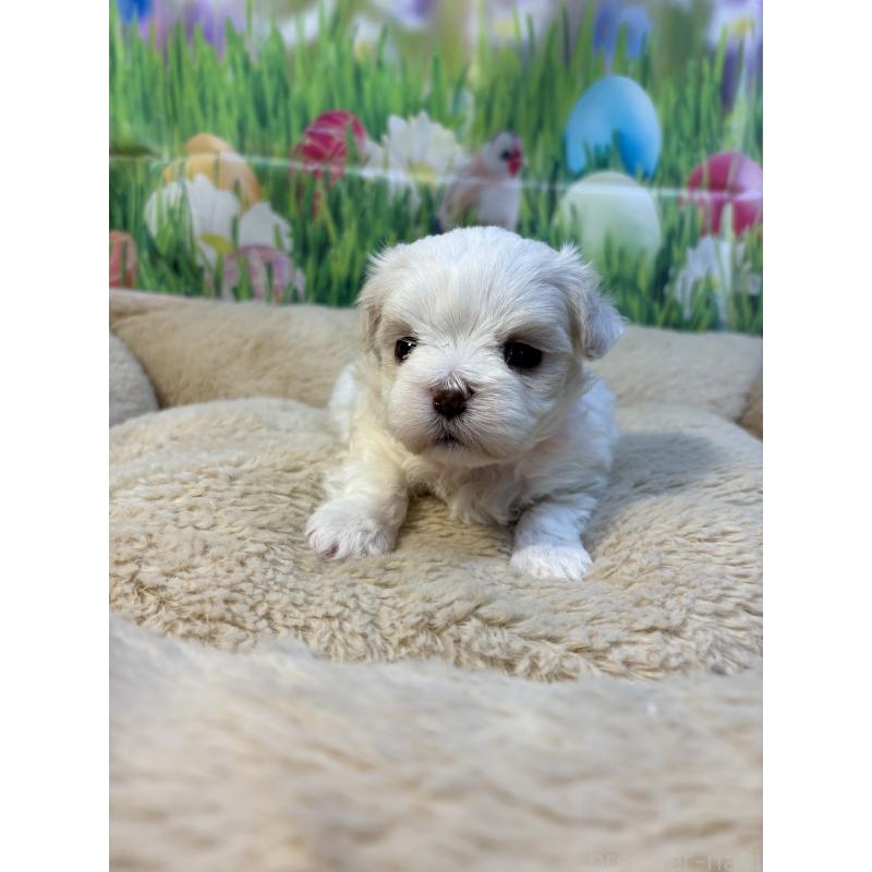 販売中の神奈川県のマルチーズ-429607の5枚目