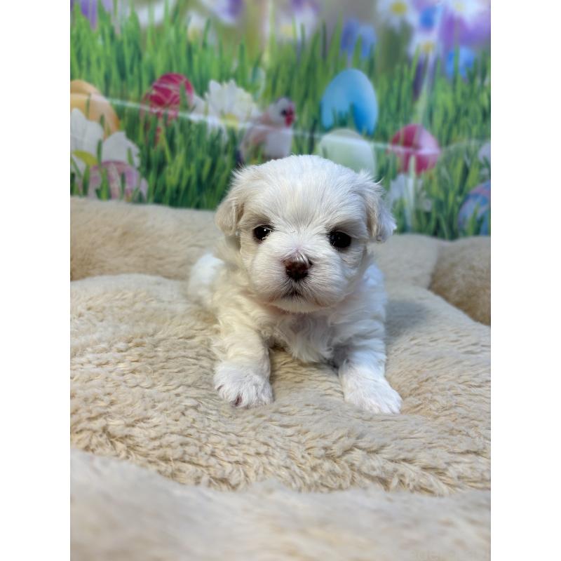 販売中の神奈川県のマルチーズ-429607の4枚目