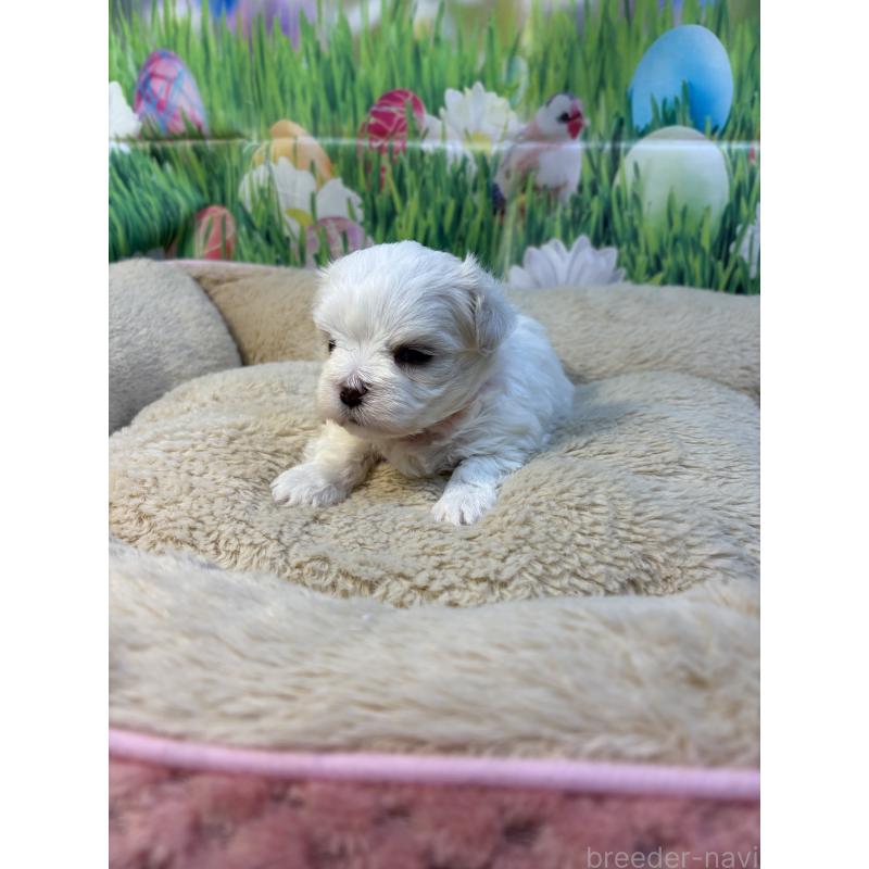 販売中の神奈川県のマルチーズ-429607の3枚目