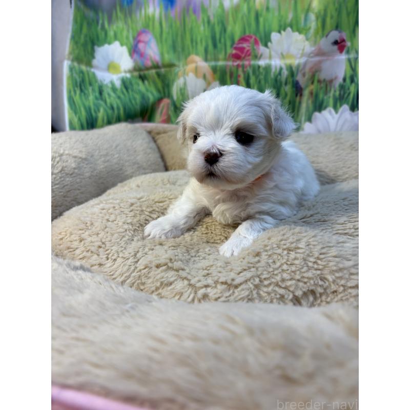 販売中の神奈川県のマルチーズ-429607の2枚目