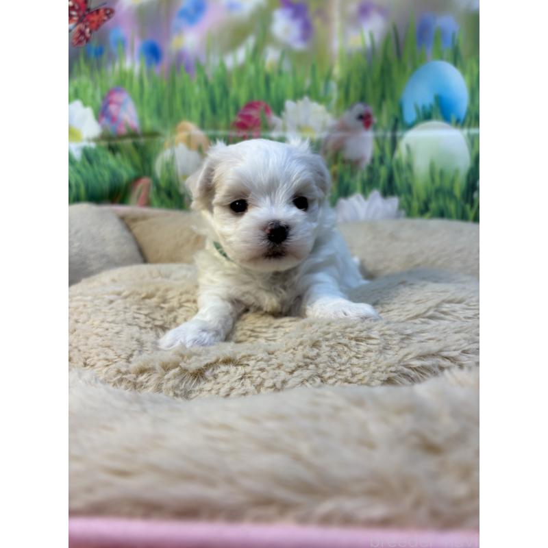 販売中の神奈川県のマルチーズ-429608の4枚目