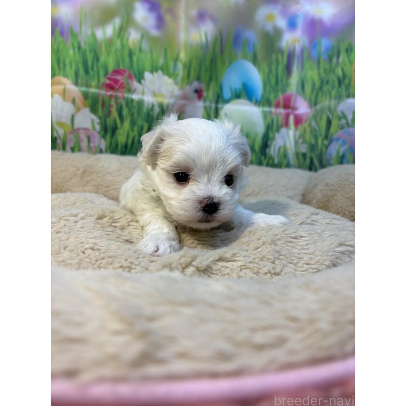 販売中の神奈川県のマルチーズ-429608の3枚目