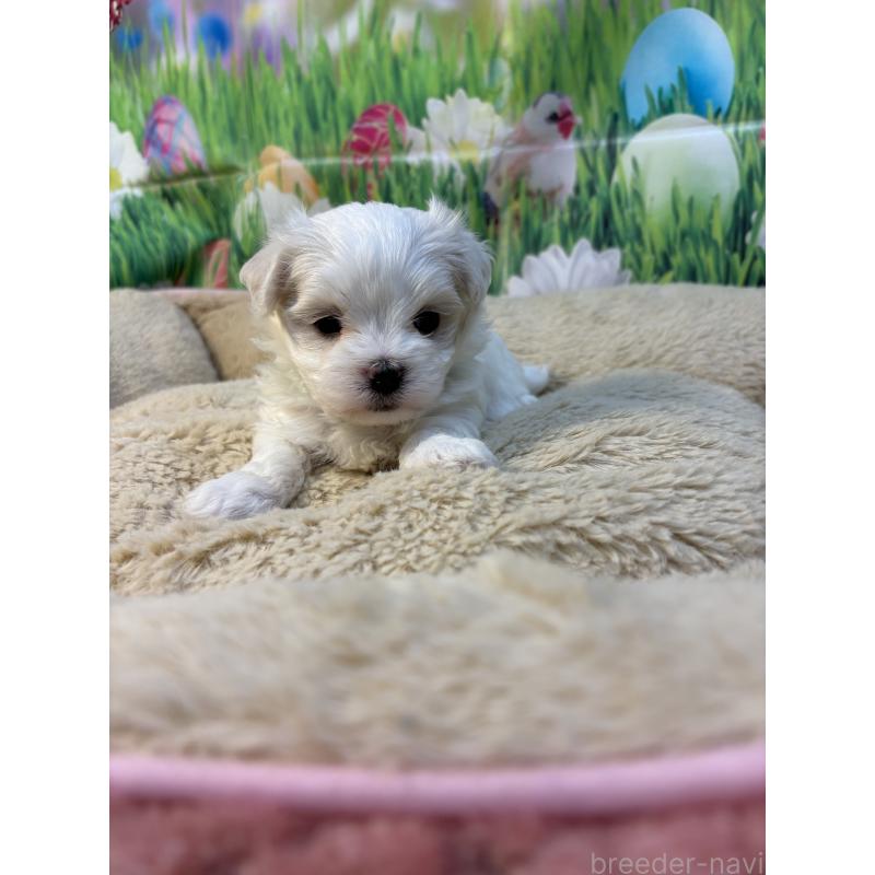 販売中の神奈川県のマルチーズ-429608の2枚目