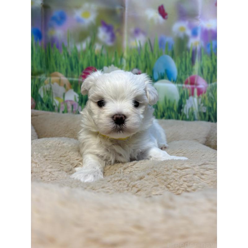 販売中の神奈川県のマルチーズ-429609の6枚目