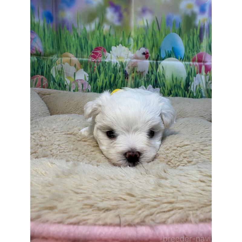 販売中の神奈川県のマルチーズ-429609の5枚目