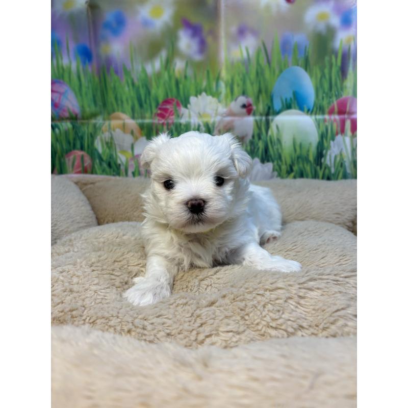 販売中の神奈川県のマルチーズ-429609の4枚目