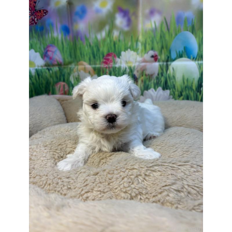 販売中の神奈川県のマルチーズ-429609の3枚目