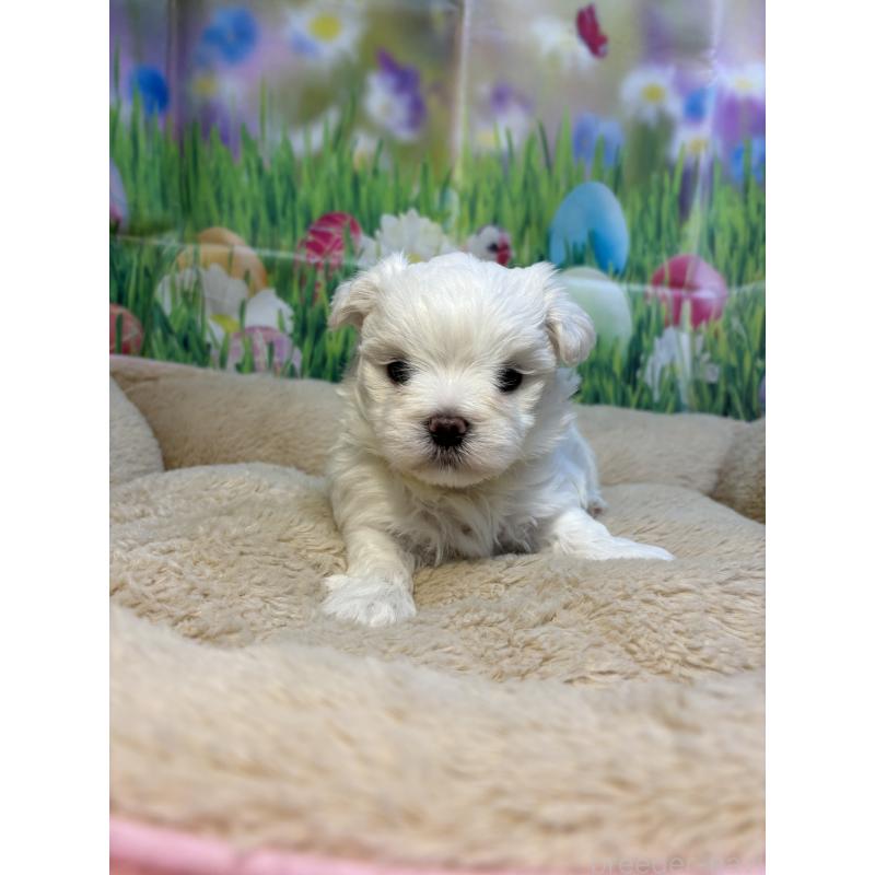 販売中の神奈川県のマルチーズ-429609の2枚目