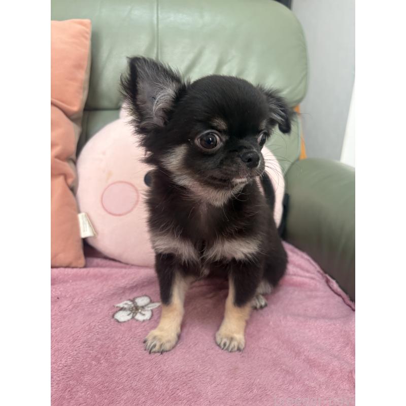 販売中の大阪府のチワワ(ロングコート)-425111の3枚目