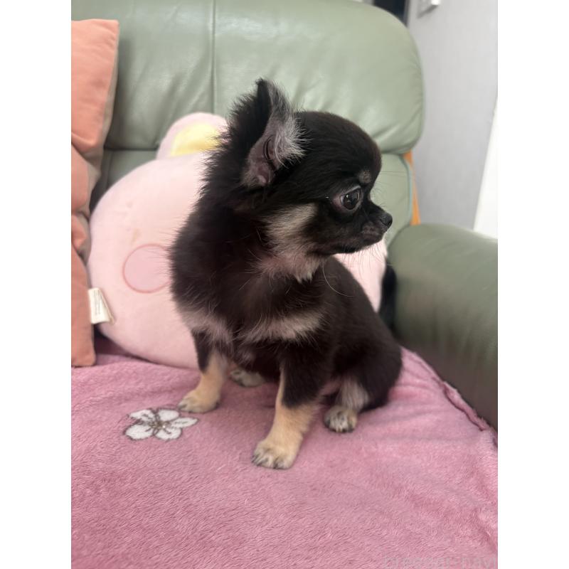 販売中の大阪府のチワワ(ロングコート)-425111の2枚目