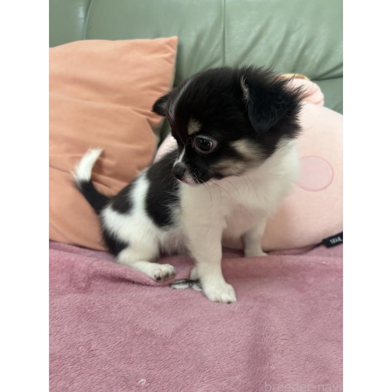 販売中の大阪府のチワワ(ロングコート)-425108の3枚目