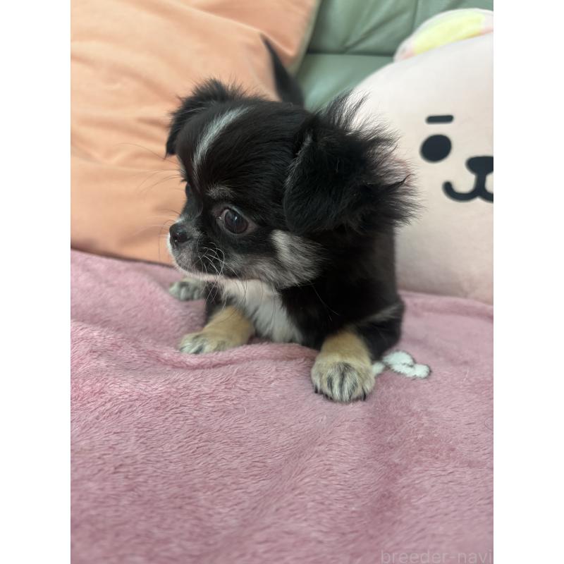 販売中の大阪府のチワワ(ロングコート)-425115の2枚目