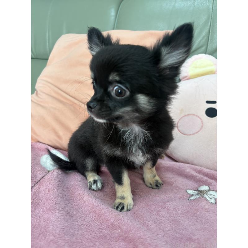 販売中の大阪府のチワワ(ロングコート)-425118の3枚目