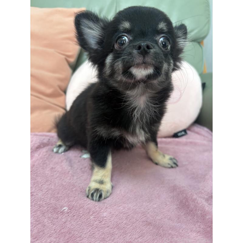 販売中の大阪府のチワワ(ロングコート)-425118の2枚目