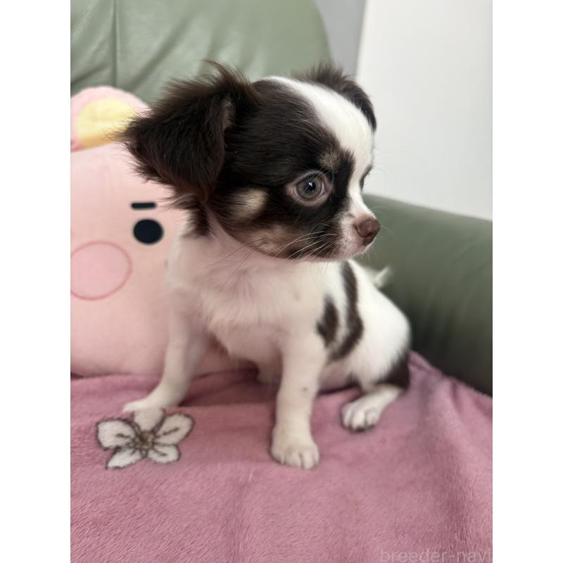 成約済の大阪府のチワワ(ロングコート)-425113の3枚目