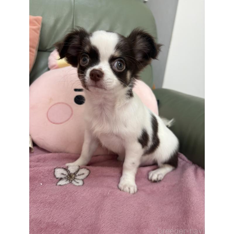 成約済の大阪府のチワワ(ロングコート)-425113の2枚目