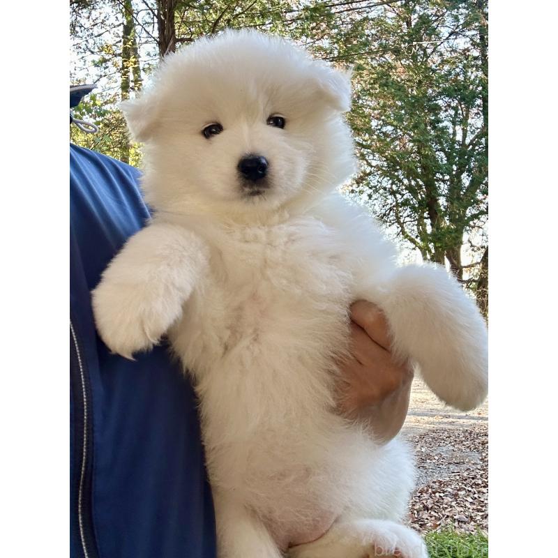 商談中の栃木県のサモエド-426330の3枚目