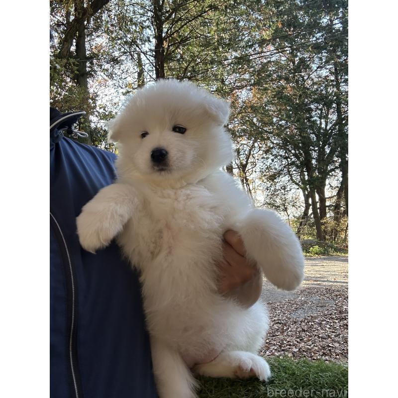 商談中の栃木県のサモエド-426330の2枚目