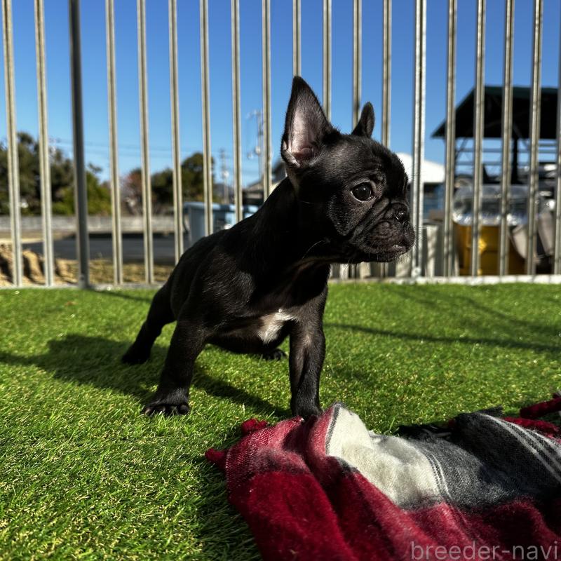 販売中の兵庫県のフレンチブルドッグ-426941の6枚目