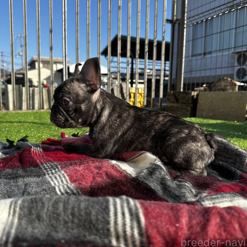販売中の兵庫県のフレンチブルドッグ-426938の10枚目