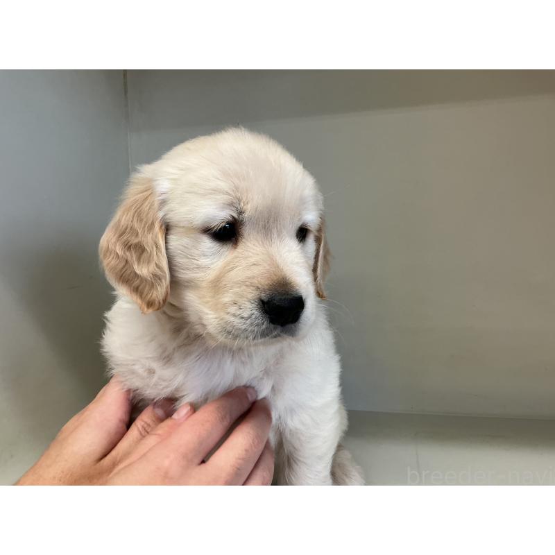 販売中の山形県のゴールデンレトリーバー-426384の6枚目